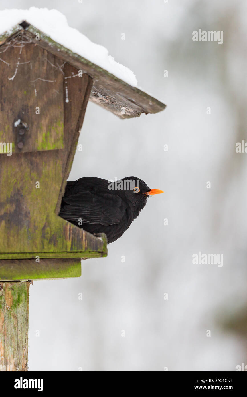 Common Blackbird that sits on a bird feeding Stock Photo