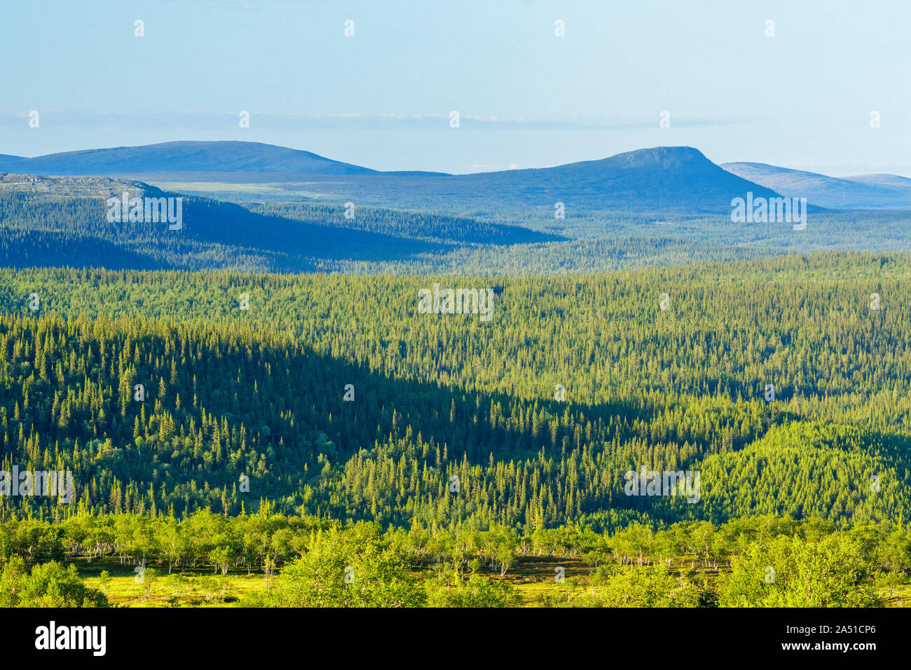 Taiga landscape view with mountains in the north Stock Photo - Alamy