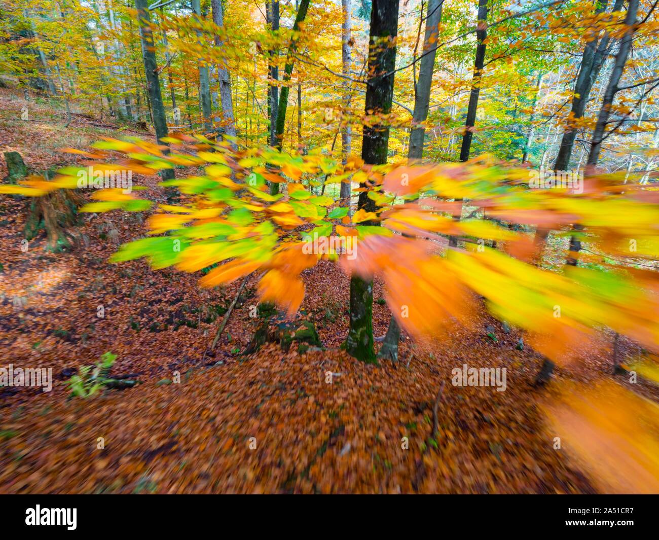 Vivid rich colors of Autumn Fall yearly season in forest near Fuzine in Croatia motion-like intentionally partial-blurry imagery portraying speed Stock Photo