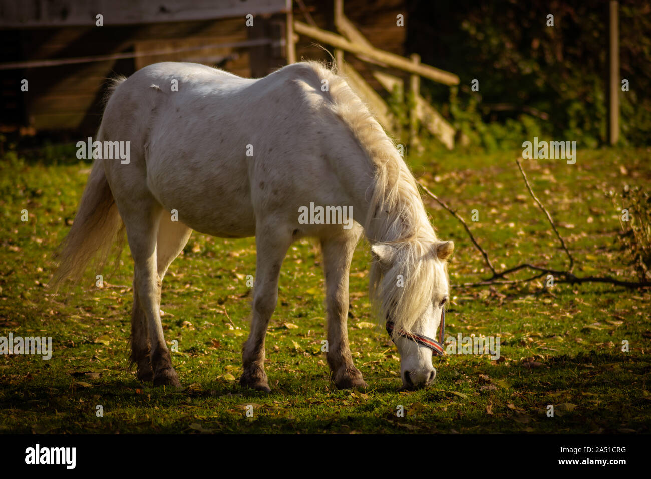 White horse in a farm Stock Photo - Alamy