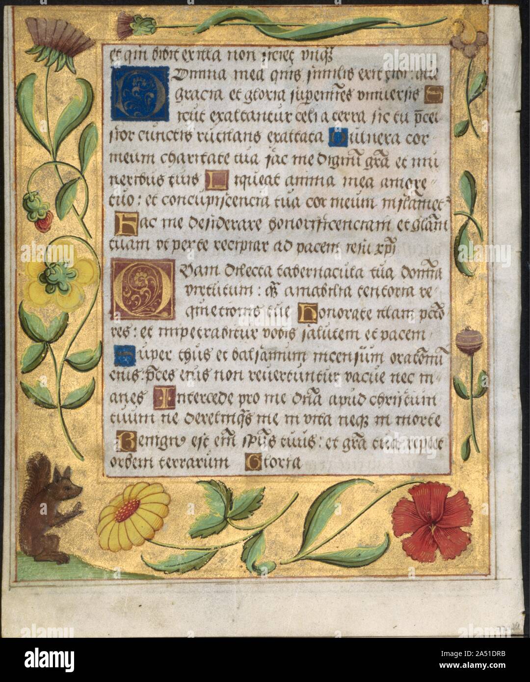 Leaf from a Psalter and Prayerbook: Ornamental Border with Flowers and Squirrel (verso), c. 1524. These three leaves represent the charming, intricate decoration found throughout the parent volume, its leaves now dispersed. Virtually every border, recto and verso, was decorated with liquid gold and highlighted with a variety of flowers, fruits, and vegetables&#x2014;carnations, thistles, roses, violets, peas, melons&#x2014;as well as cornucopias, satyrs, masks, insects, birds, etc. The decoration is particularly charming because of the little vignettes within the borders. These motifs depict a Stock Photo