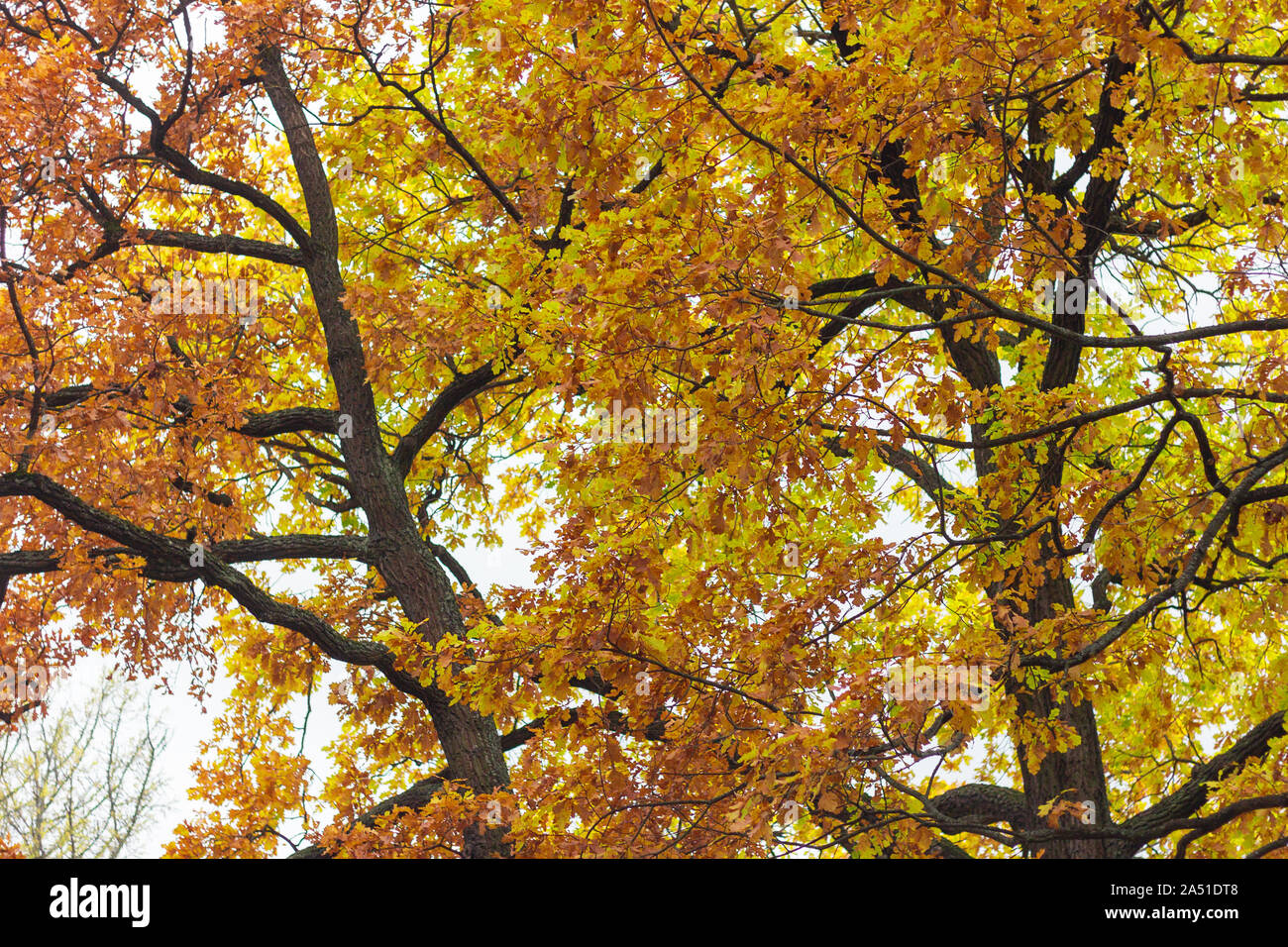 yellow orange leaves on a tree vibrant autumn Stock Photo - Alamy