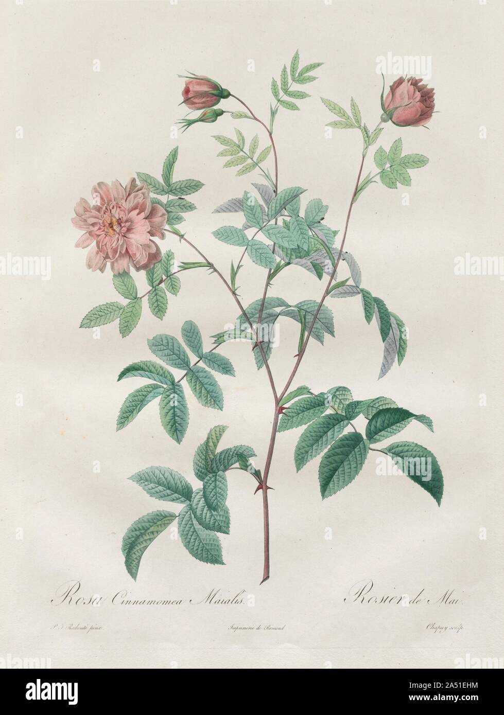 Les Roses: Rosa cinnamomea, 1817-1824. Stock Photo