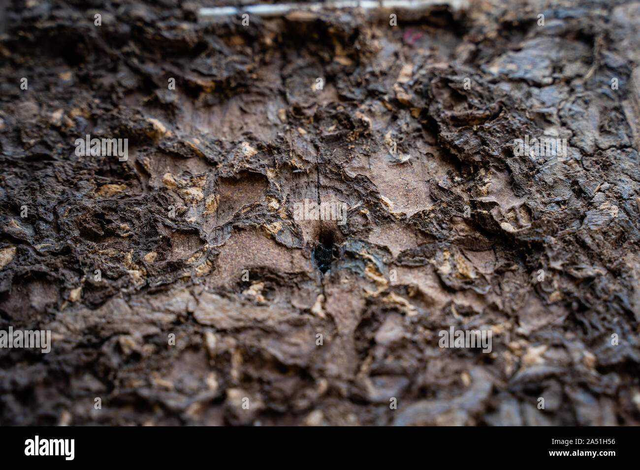 The Selected focus Close up on termite infested wood pole Stock Photo