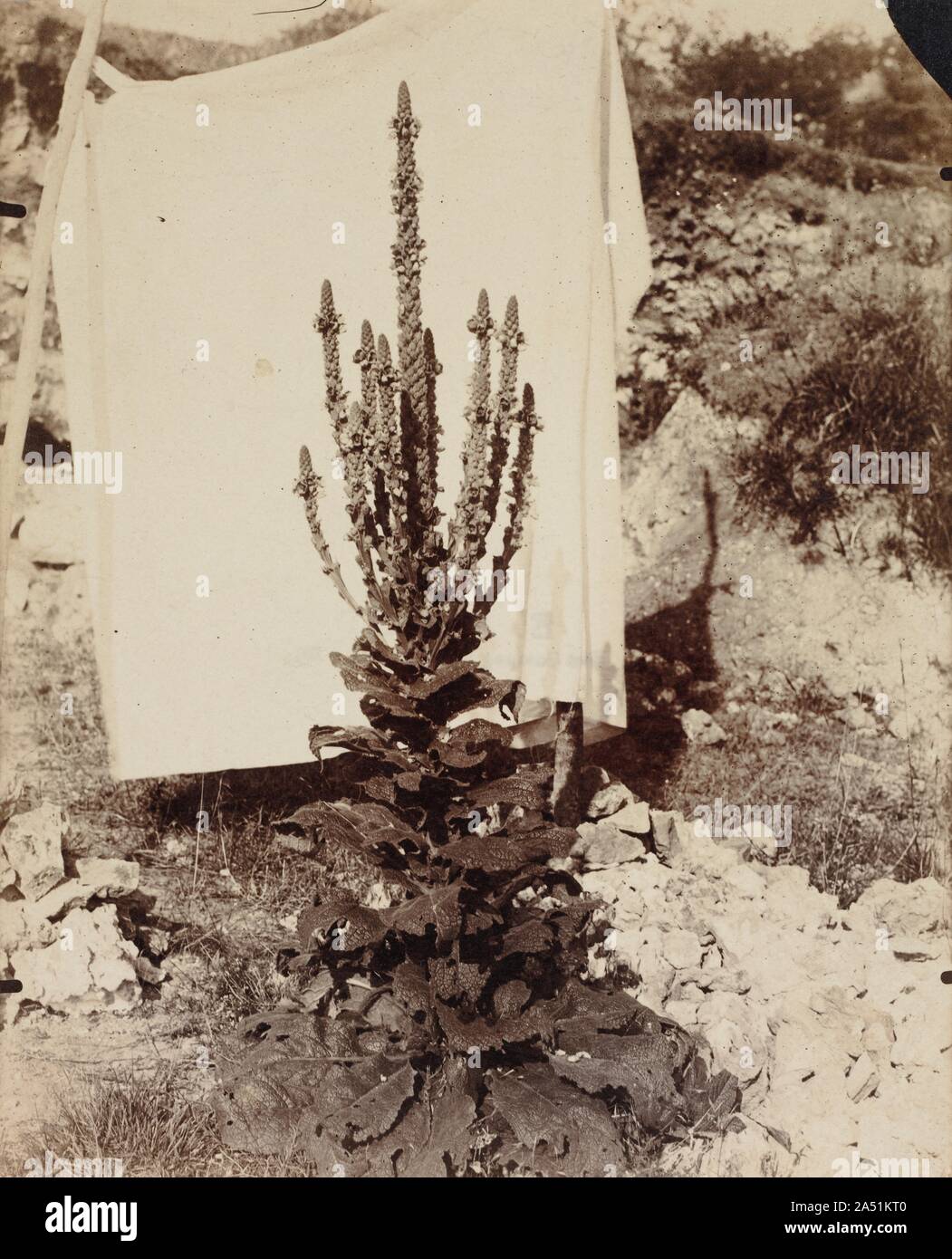 Mullein in Bloom, c. 1897-1899. Atget produced architectural details, views of historic Paris, landscapes, and botanical images for use by painters and illustrators. Despite being a product of the 19th century, he was greatly admired by the avant-garde photographers of the 1920s. Modernists esteemed the straightforwardness of his photographs, while the Surrealists found inspiration in their evocative power. An artist or illustrator using this image of a common plant used in herbal remedies would have ignored the landscape background. But the Surrealists would have appreciated the unexpected, u Stock Photo