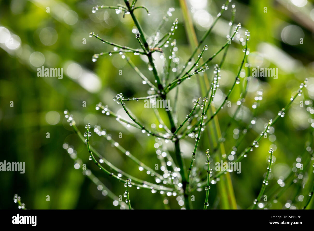 Morning droplets of dew collect on grass near a lake in British Columbia. Stock Photo