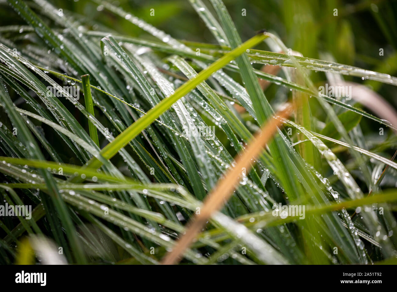 Morning droplets of dew collect on grass near a lake in British Columbia. Stock Photo