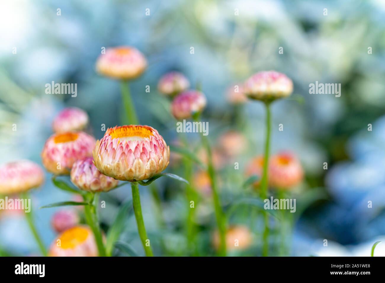 Flowers at the farm in Washington Stock Photo Alamy