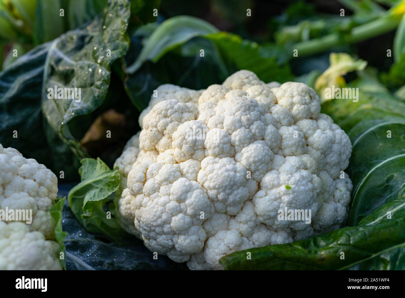 Cauliflower harvest at organic farm in Washington Stock Photo