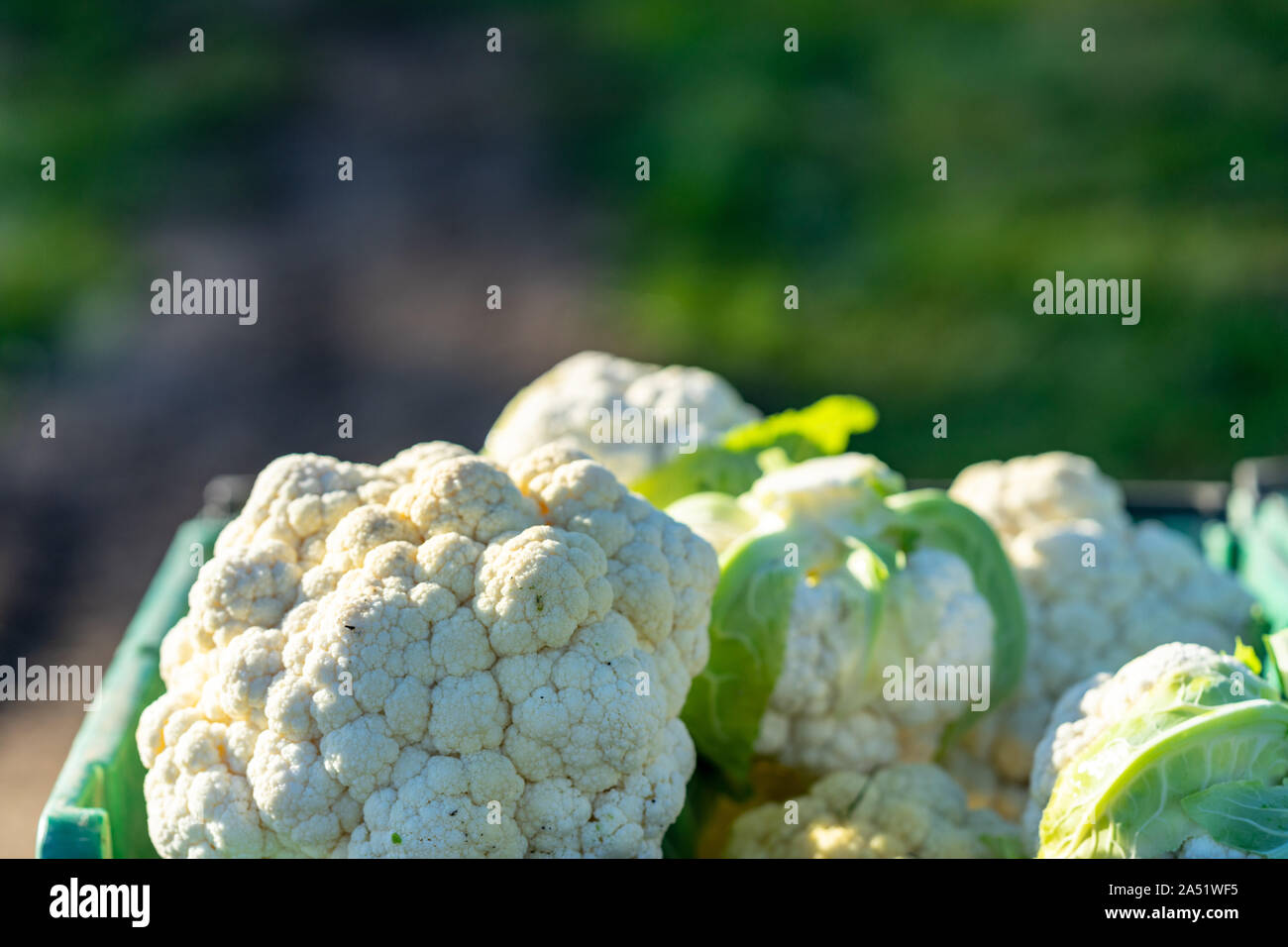 Cauliflower harvest at organic farm in Washington Stock Photo
