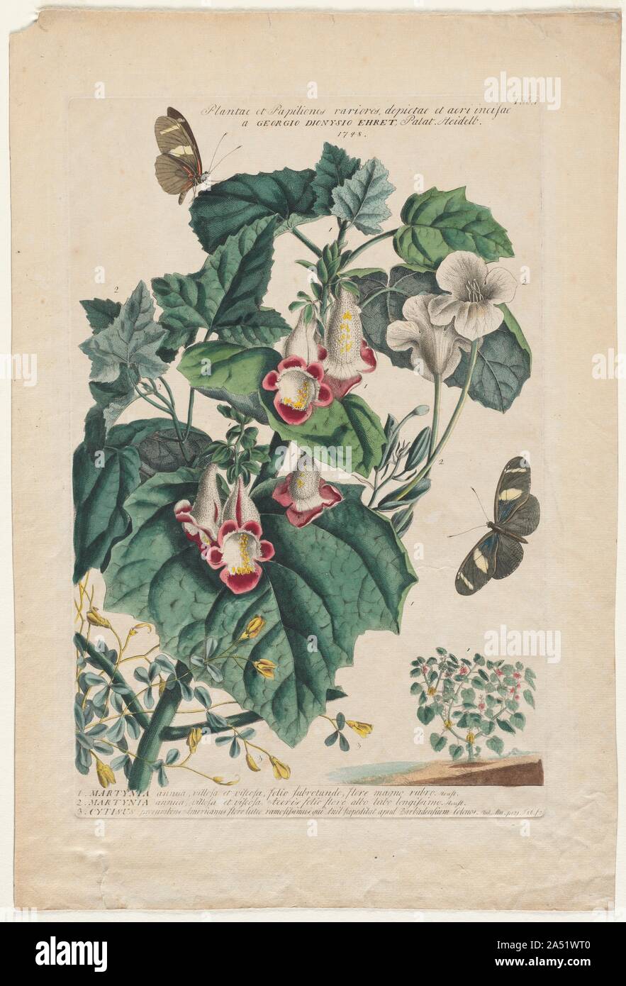Plantae et Papiliones rariores: Martynia, 1748. Georg Ehret met Carolus Linnaeus in 1736. The dominant botanical artist in the mid-18th century, Ehret settled in England where the nobility clamored to receive his instruction. He commented in his autobiography, &quot;If I could have divided myself into twenty parts I could still have had my hands full.&quot; Ehret struck a fine compromise between the artist and the scientist. &quot;While he did not slavishly imitate what he saw, neither did he allow his feeling for the colour and design of flowers distract him from the fundamentals of plant str Stock Photo