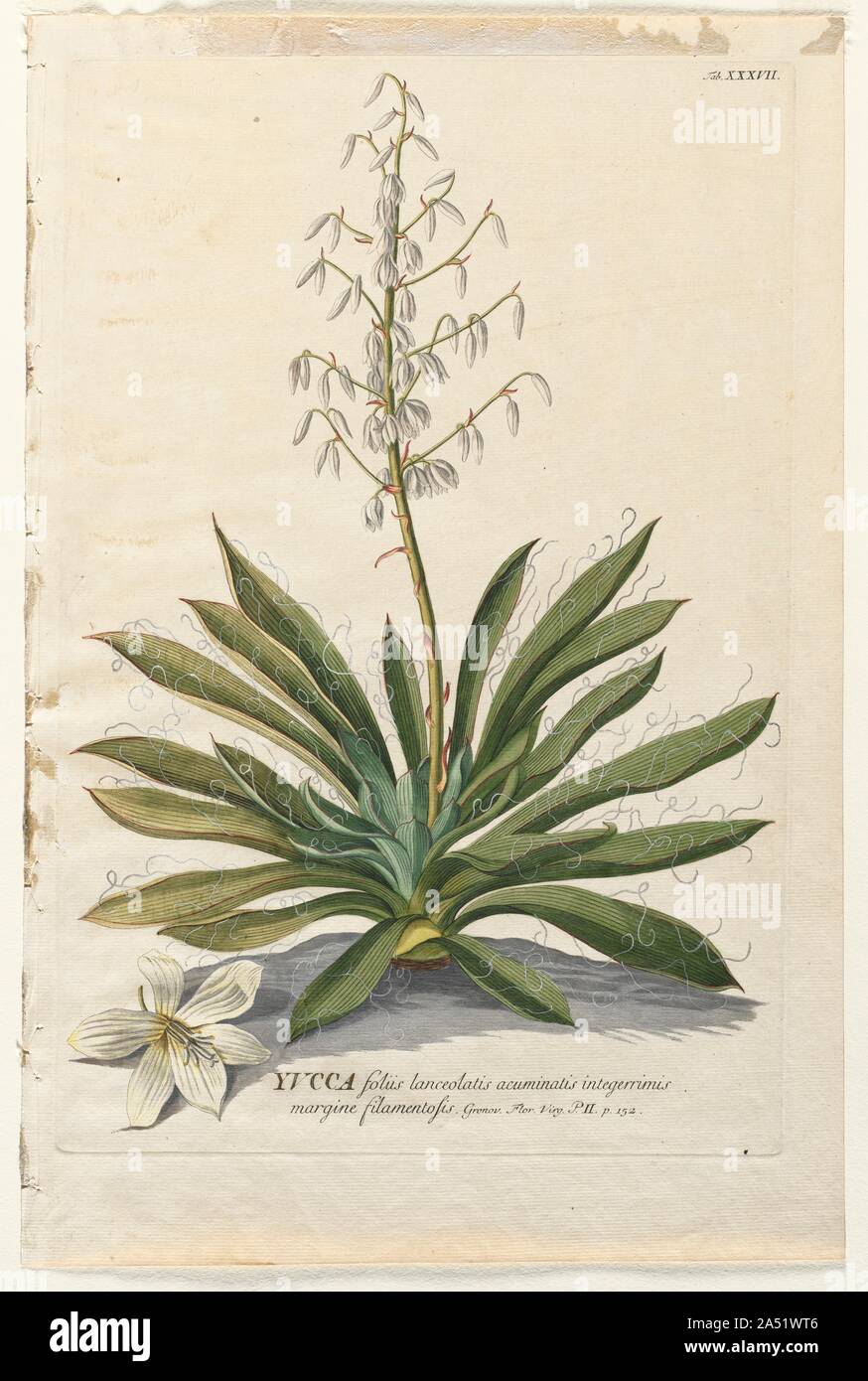 Plantae Selectae: No. 37 - Yucca. A major problem in horticulture was the lack of a consistent system of classification. The first successful attempt to establish a common nomenclature was in 1724 when 20 London nurserymen published a list of all plants grown in their nurseries. Swedish botanist Carolus Linnaeus&#x2019;s  Systema Naturae  was published in 1735; it classified 7,700 plants by their botanic structure and gave them universally applicable two-part Latin names. From then on artists had to combine scientific accuracy with artistic skill. Many of Ehret&#x2019;s flower portraits were c Stock Photo