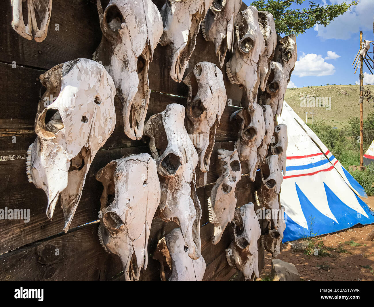 Dry cow skulls as ornament in Old West theme park in Durango Mexico. Stock Photo