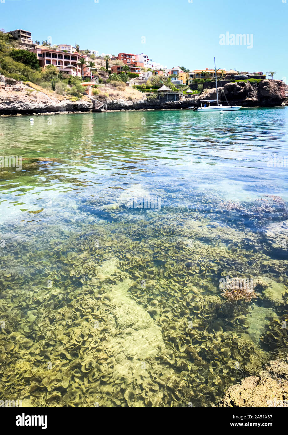 Crystal clear sea and lots of seaweed in the Cortez Sea Mexico. Stock Photo