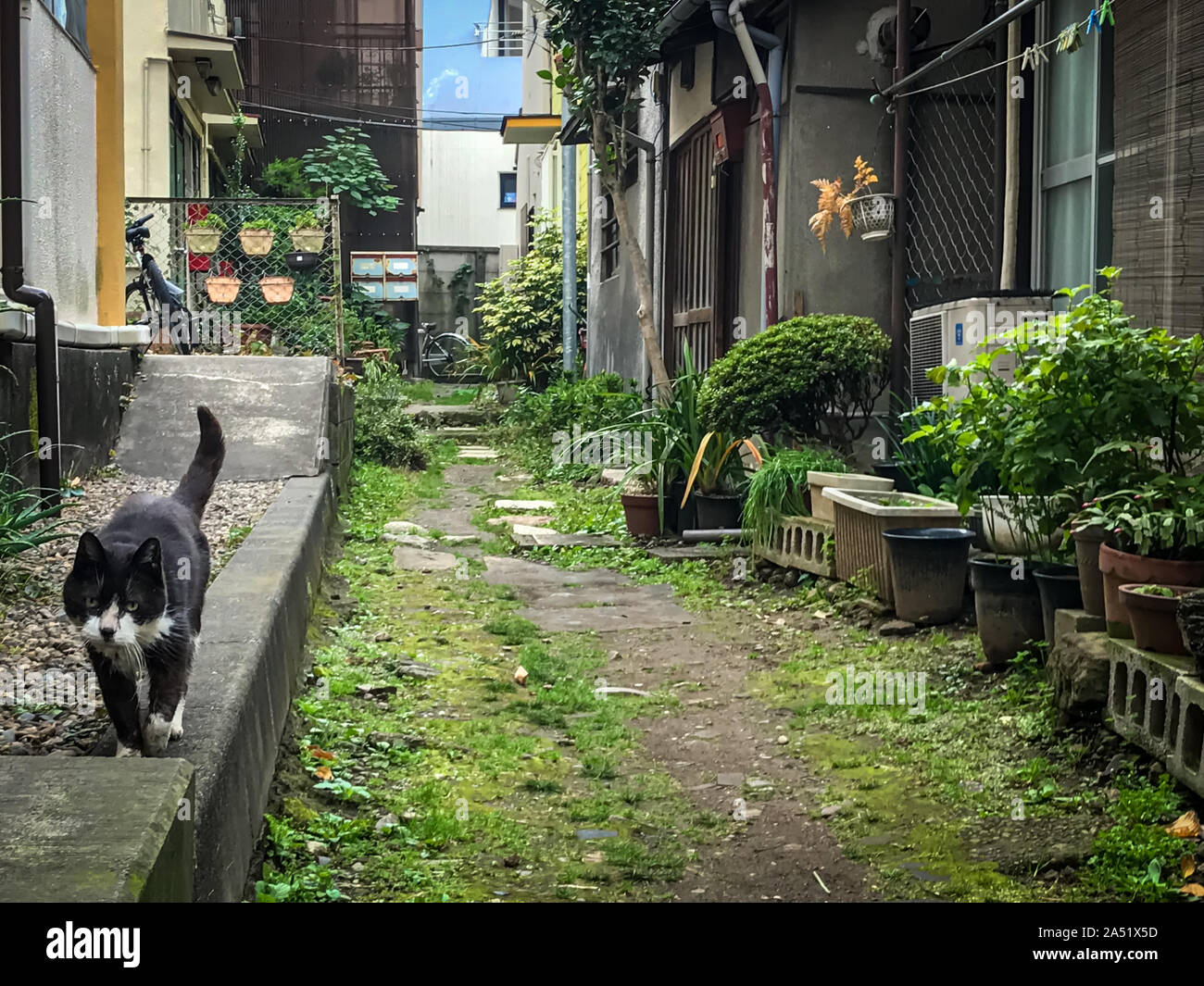 Cat walking in hall of Japanese neighborhood Stock Photo Alamy