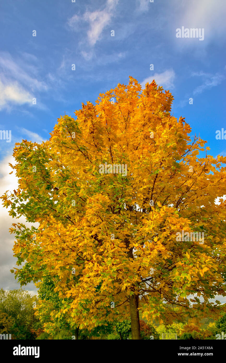 Maple tree with colourful autumn leaves Stock Photo - Alamy