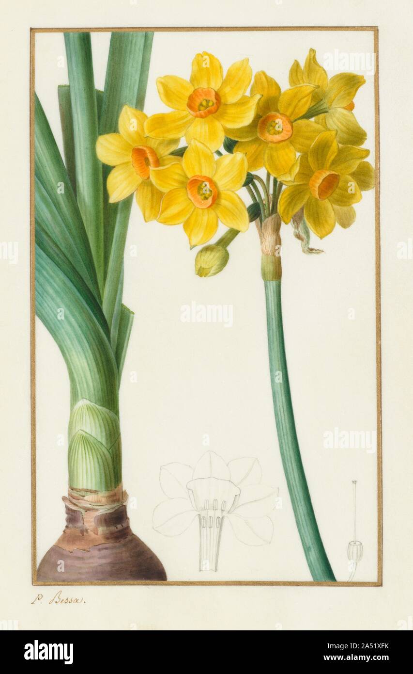 Polyanthus or Cluster Narcissus (Botanical: Narcissus tazetta), 1836. Stock Photo