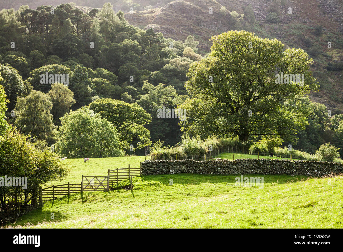 A pastoral scene in Borrowdale in the Lake District National Park, Cumbria. Stock Photo