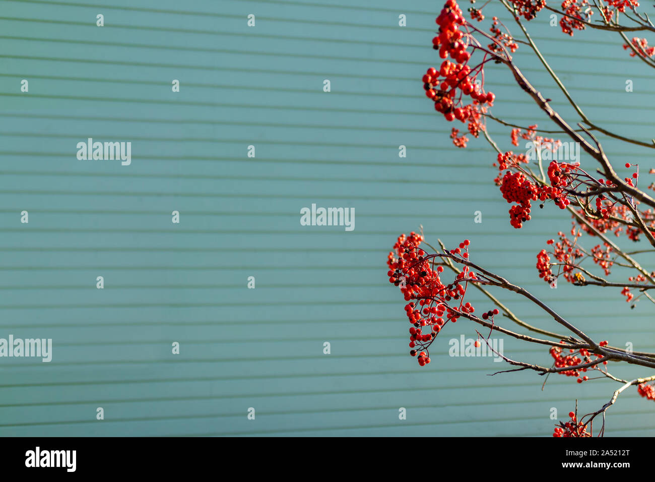 Rowanberry border on blue wooden wall background with copy space Stock Photo