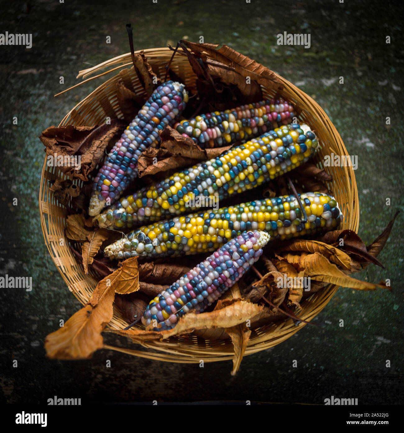 Multicolored corn in a basket Stock Photo