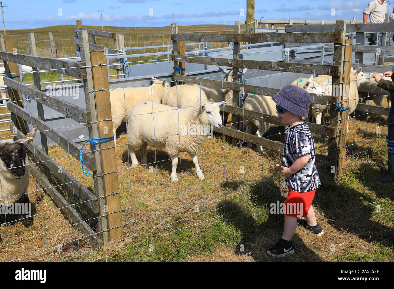 South Uist & Benbecula Agricultural Show, sheep judging, in the Outer