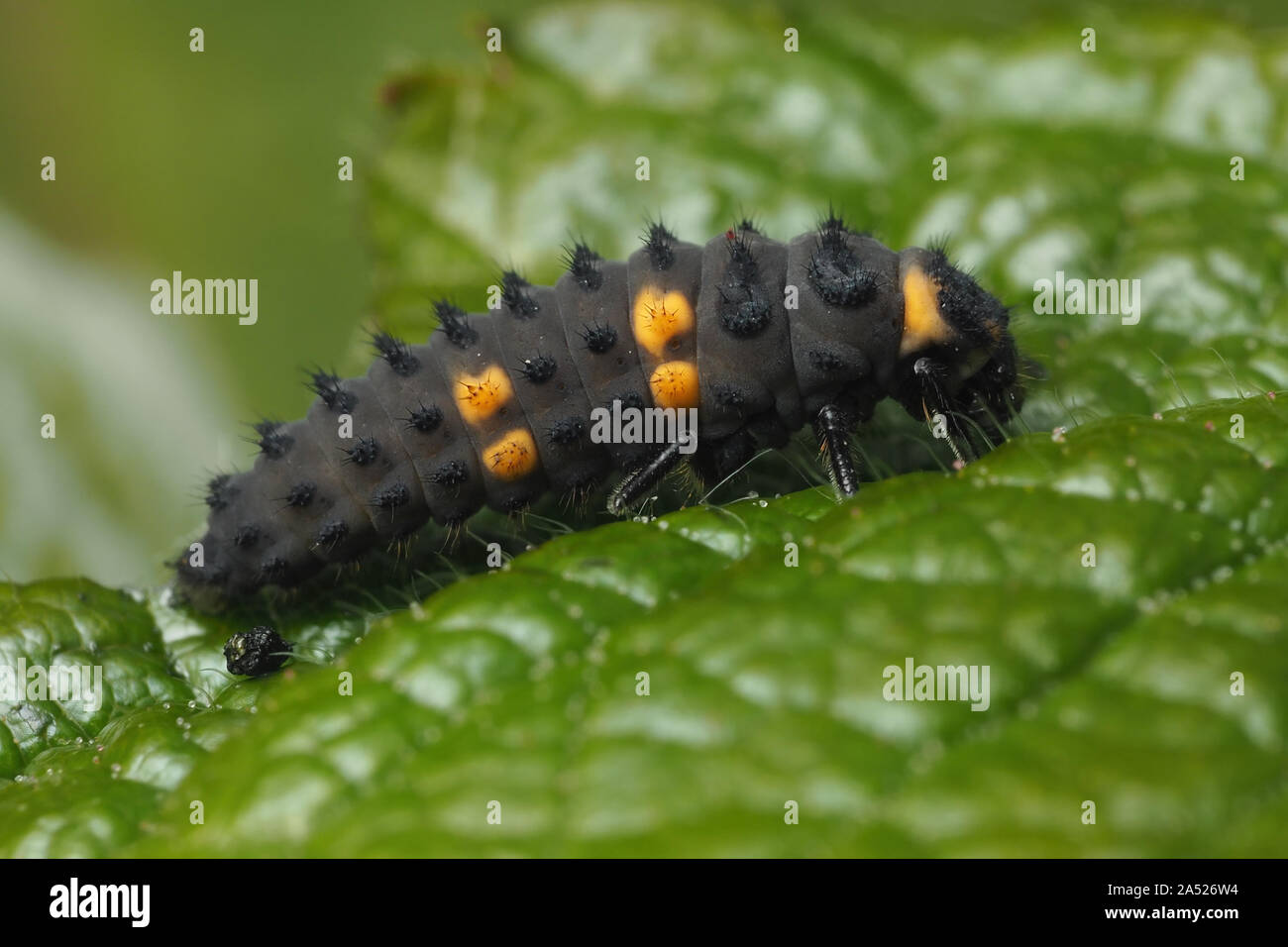 7 spot Ladybird larva (Coccinella septempunctata) resting on bramble leaf. Tipperary, Ireland Stock Photo