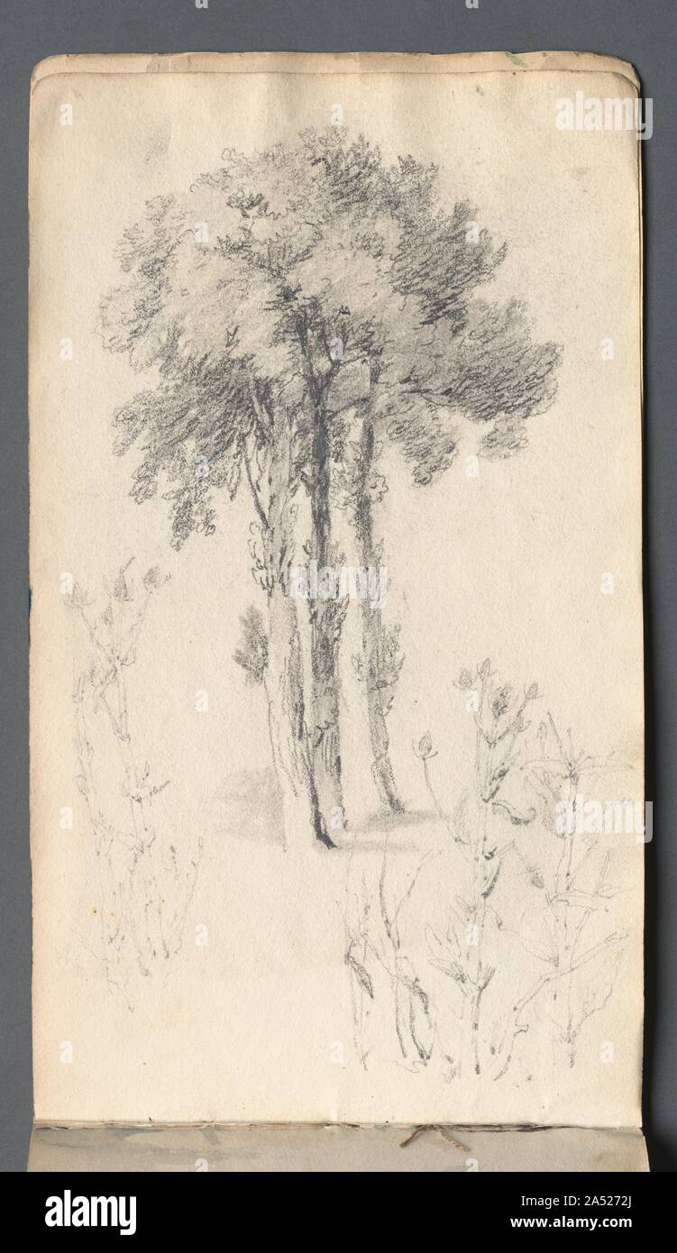 Sketchbook: Tree Study, 1814. John Ruskin (also in this gallery) admired Prout&#x2019;s strength as a draftsman. Like the topographical watercolourists of the 18th century, Prout emphasized form over colour in his watercolours, as is evident in the monochromatic, delicate English views in this sketchbook. Stock Photo