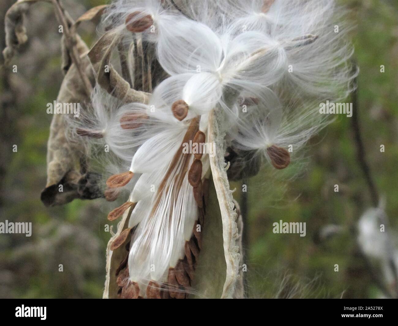 Closeup of bursting milkweed seed pods Stock Photo