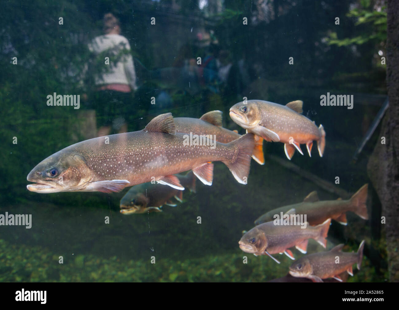 Large trout in water at Universeum, Gothenburg.Photo Jeppe Gustafsson Stock Photo