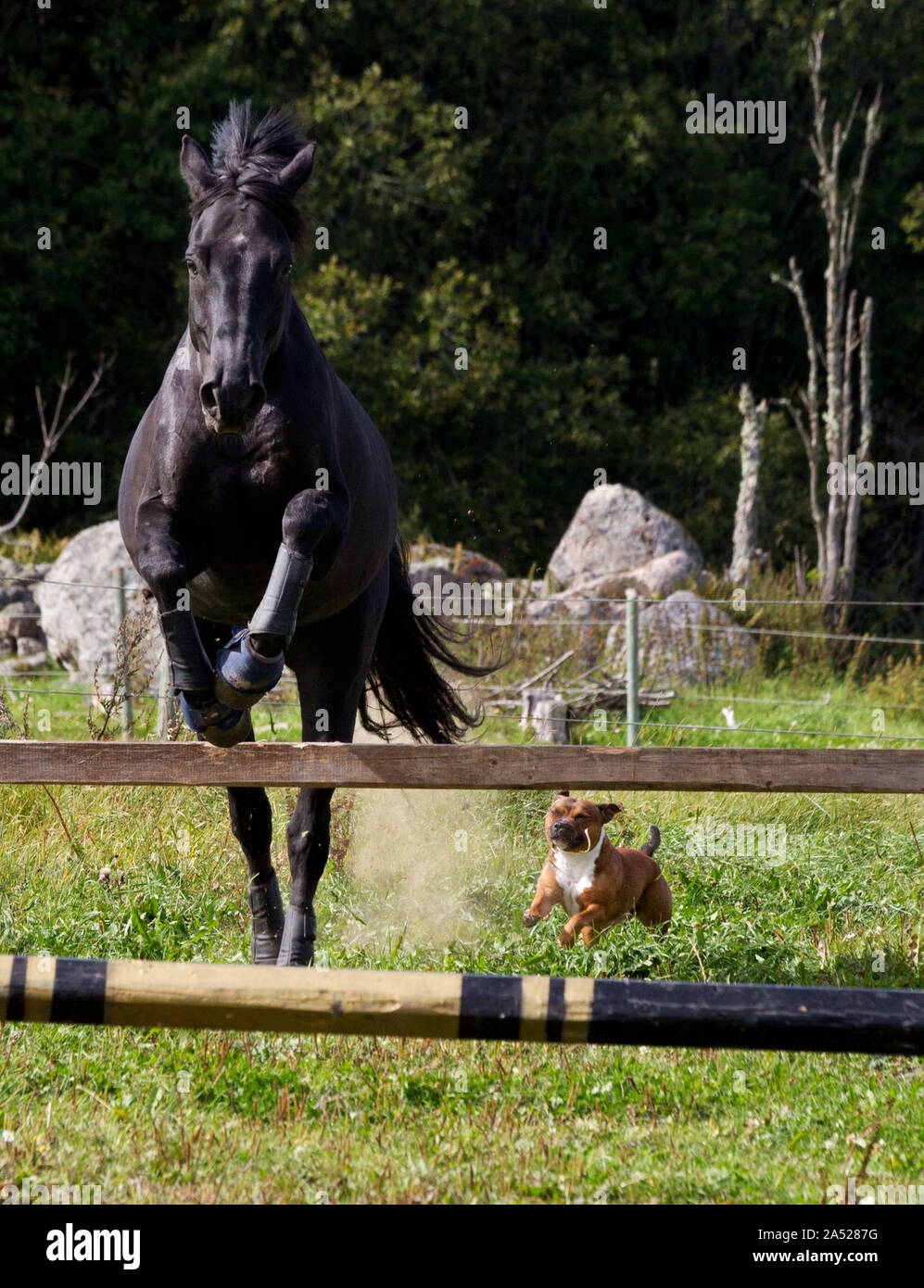 Horse loose jumping hires stock photography and images Alamy