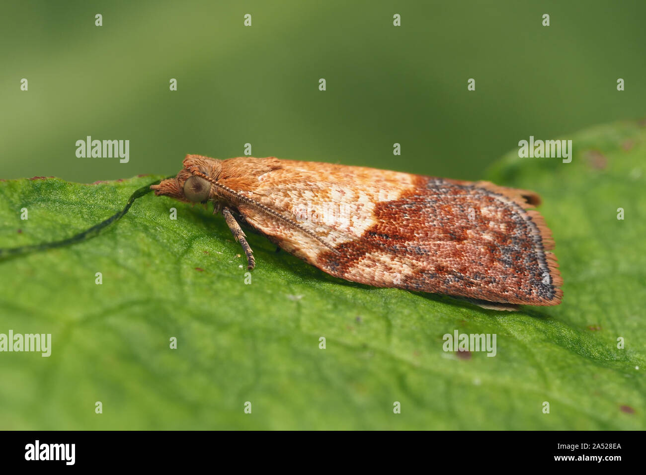 Light Brown Apple moth (Epiphyas postvittana) perched on plant leaf. Tipperary, Ireland Stock Photo