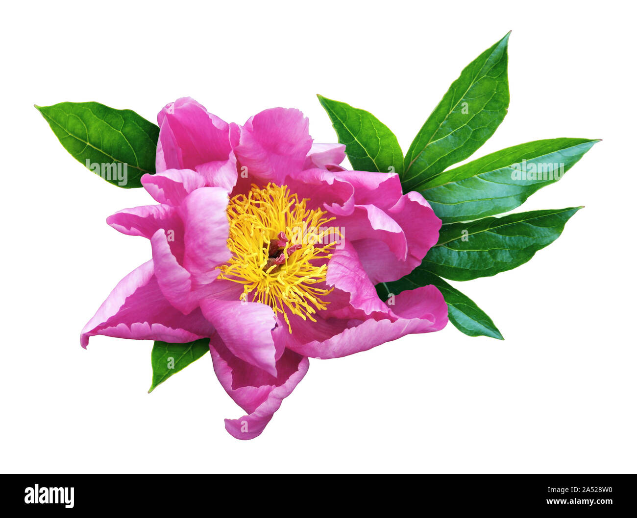 Camellia flower isolated on white background. Stock Photo