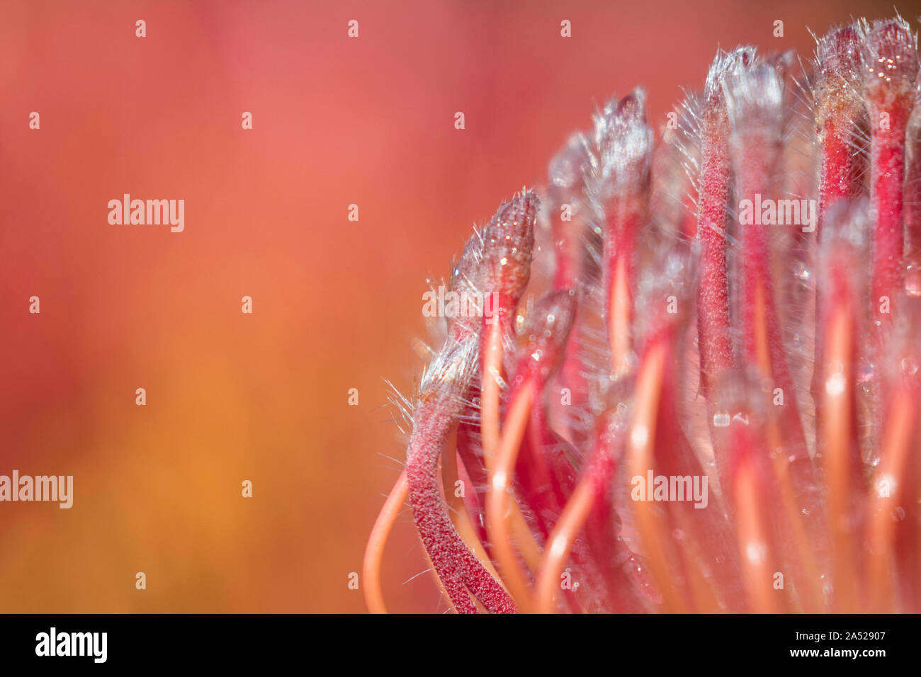 Pincushion protea (Leucospermum cordifolium), Kirstenbosch botanical gardens, Cape Town, South Africa Stock Photo