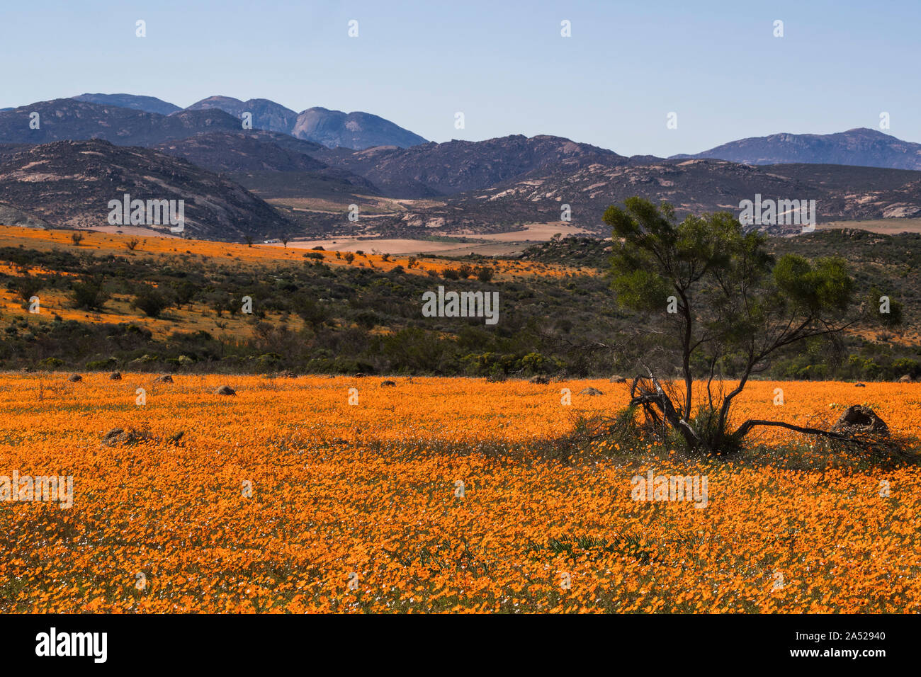 Carpet of orange glossy-eyed parachute-daisies (Ursinia cakilefolia), Skilpad section, Namaqua national park, Northern Cape, South Africa Stock Photo