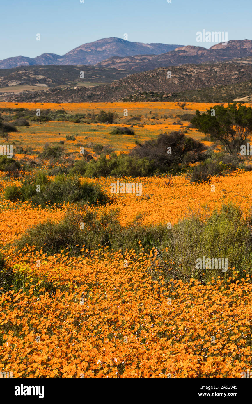 Carpet of orange glossy-eyed parachute-daisies (Ursinia cakilefolia), Skilpad section, Namaqua national park, Northern Cape, South Africa, Stock Photo