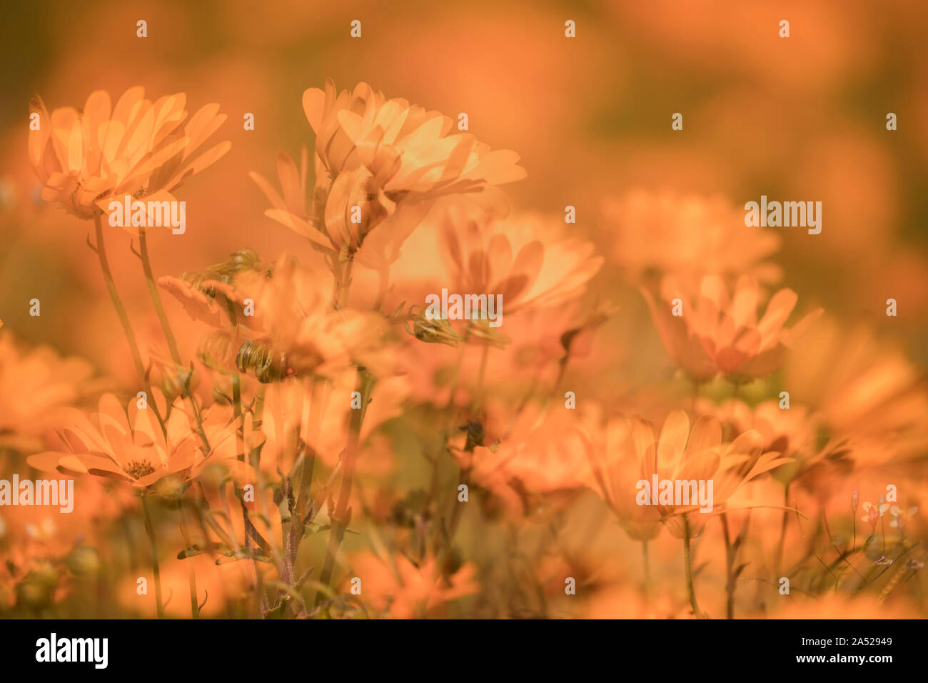 Orange glossy-eyed parachute-daisies (Ursinia cakilefolia), impressionistic, Skilpad section, Namaqua national park, Northern Cape, South Africa Stock Photo