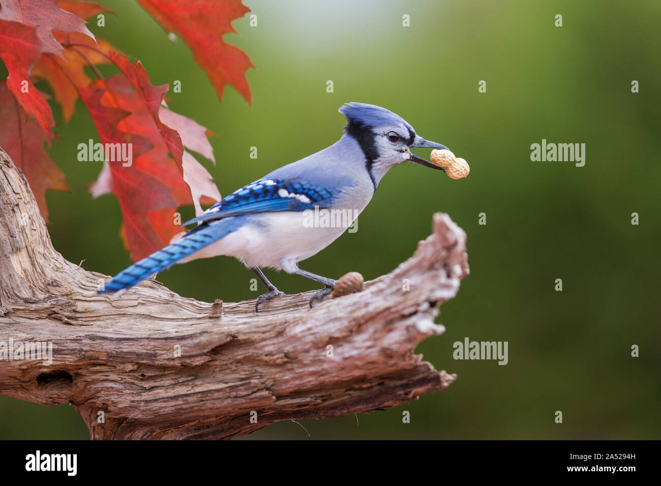 Jay bird oak hires stock photography and images Alamy