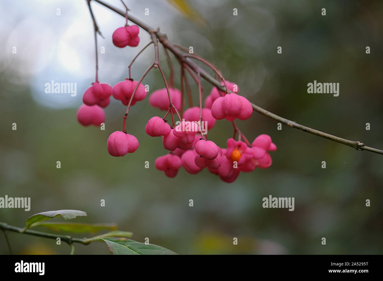 berries of a spindle shrub in front of blurred green background a twig with leaves in the foreground Stock Photo