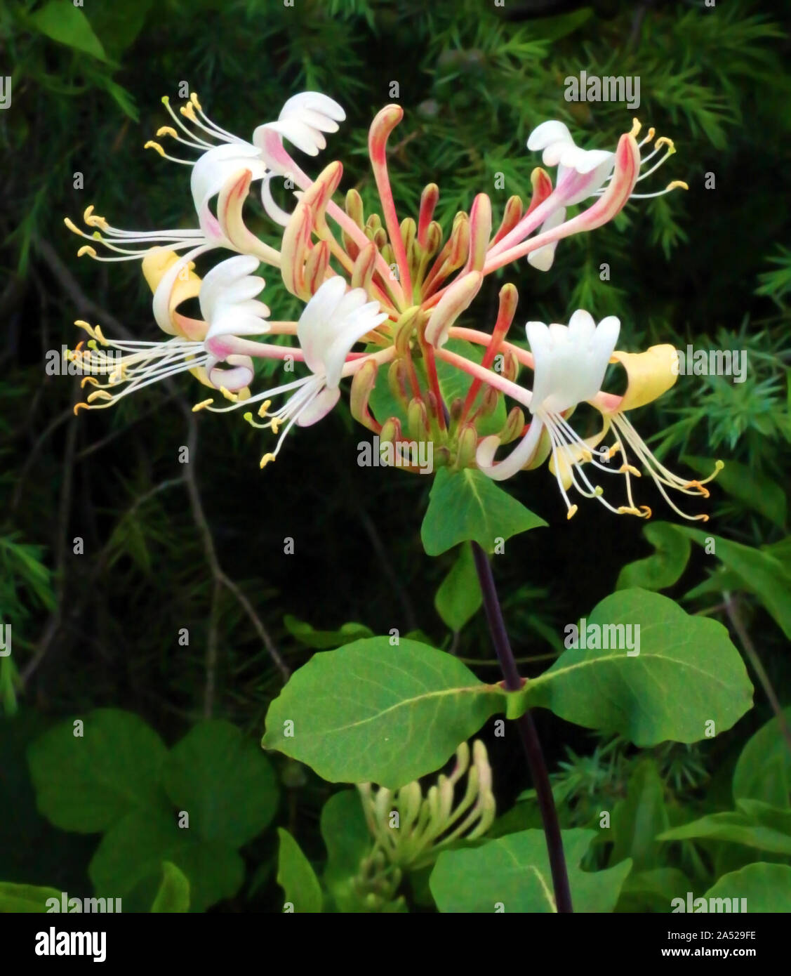 Delicate honeysuckle flower on a dark background. Stock Photo