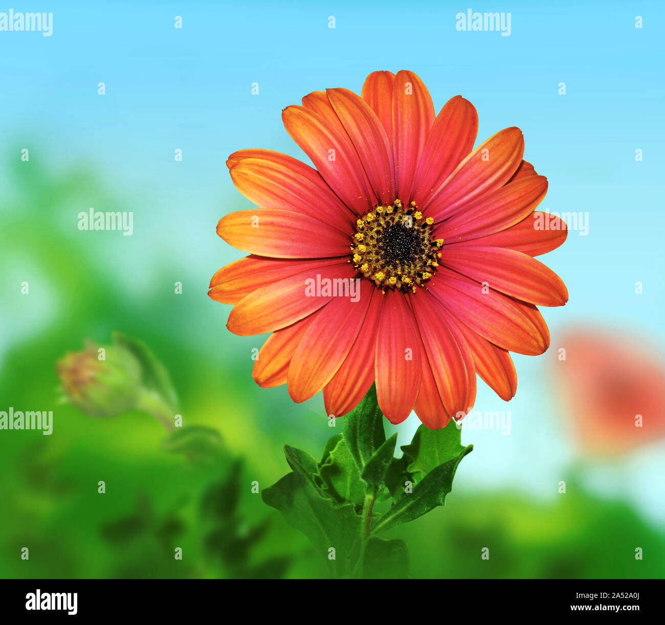 Close-up of a Cape daisy, petals, stamens, corolla. Stock Photo