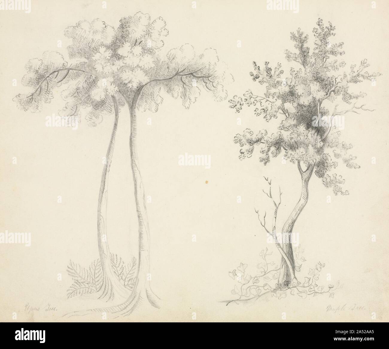 Upas hi-res stock photography and images - Alamy