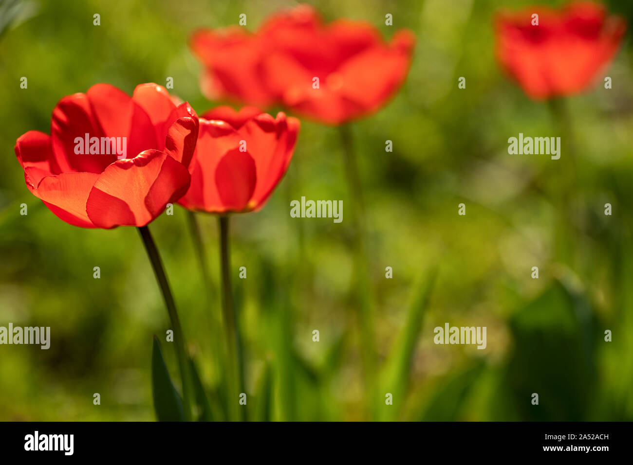 red tulips in the middle of green Stock Photo
