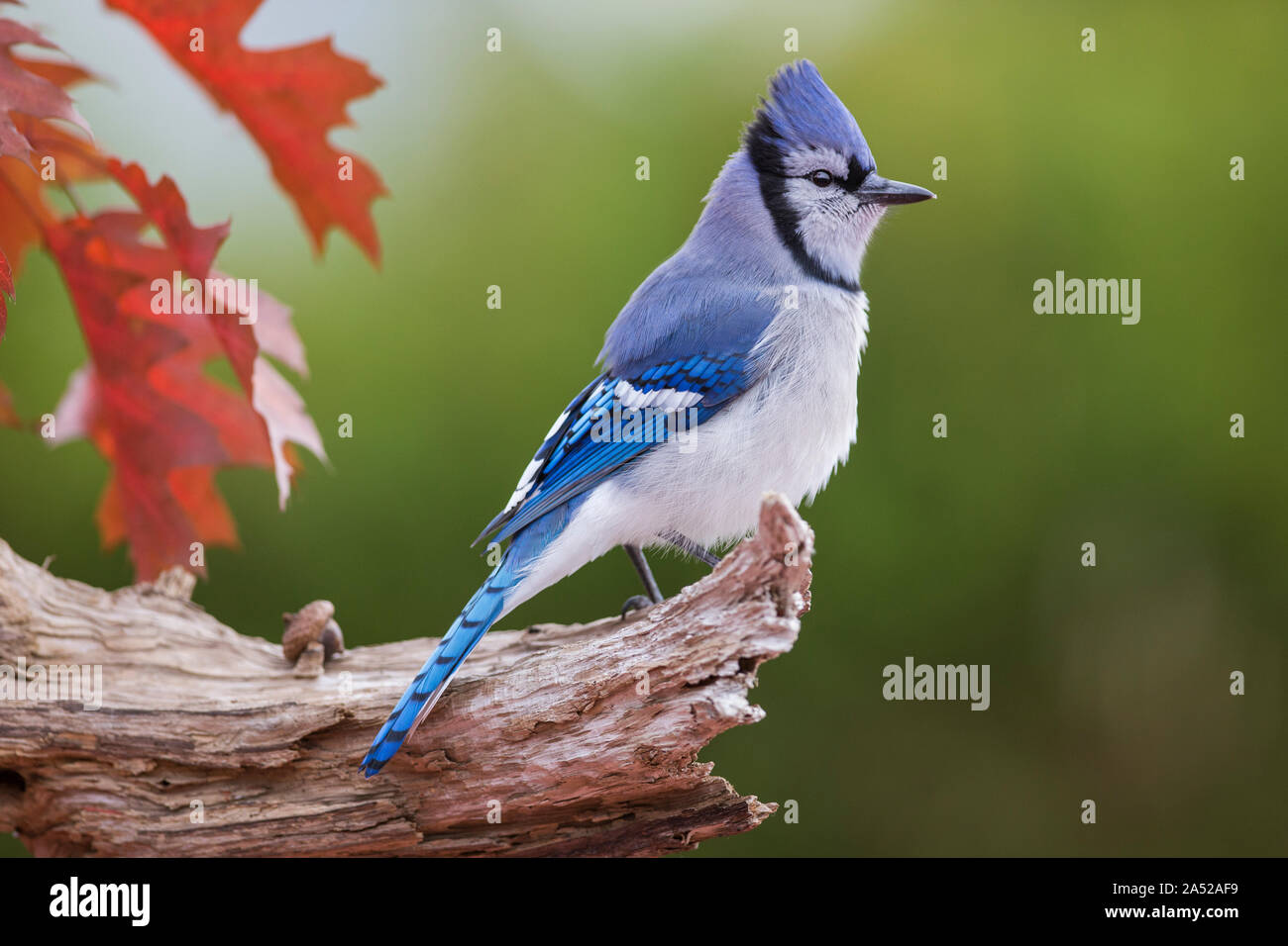 Blue jay in fall Stock Photo - Alamy