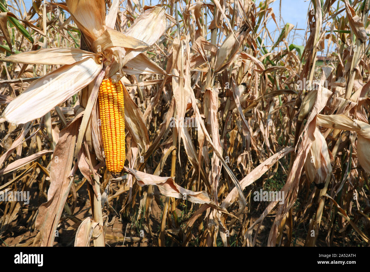 yellow corn cob in summer in the cultivated field of maize Stock Photo ...