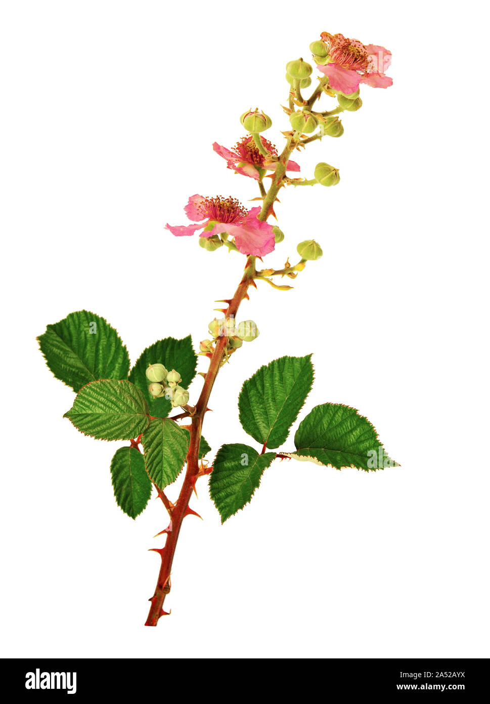 Flowering stem of bramble isolated on white background. Stock Photo