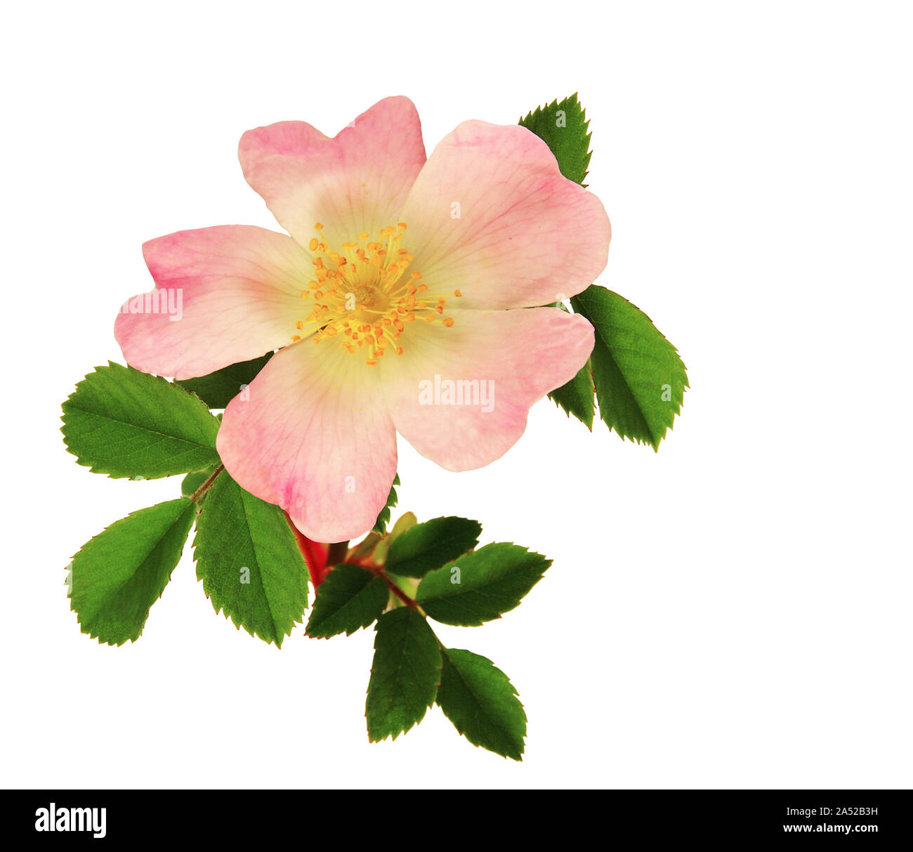 Branch of rosehip rose flower isolated on white background Stock Photo