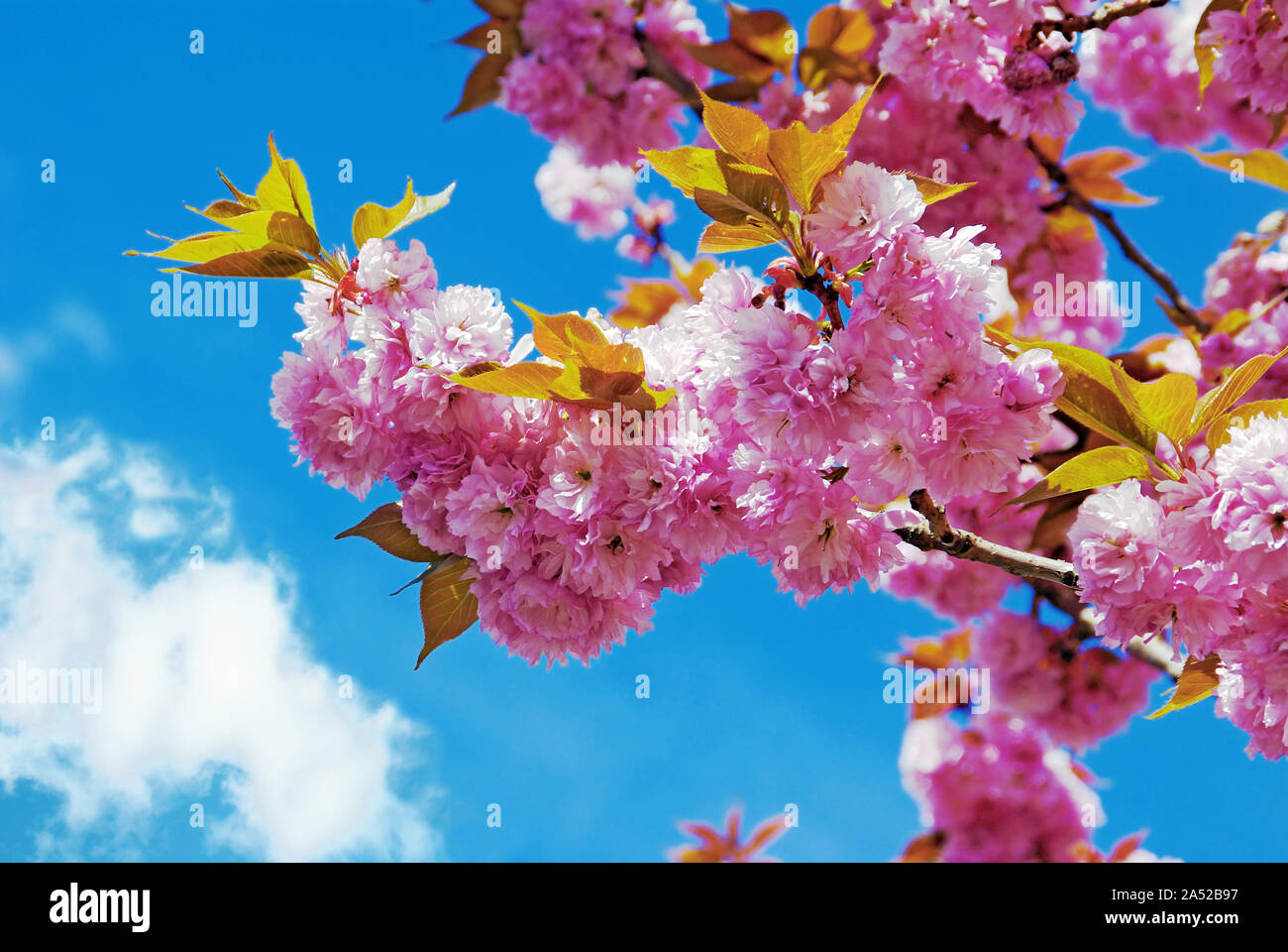 Spring bloom of a cherry tree under the blue sky Stock Photo - Alamy