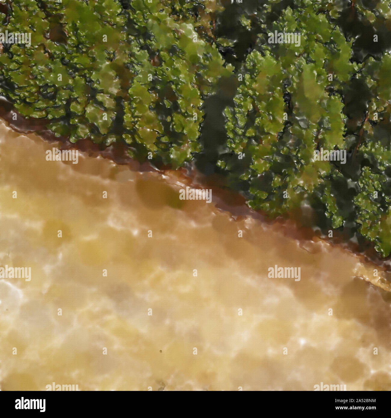 Abstract looking aerial view of a harvested yellow wheat field next to a green coniferous forest Stock Photo