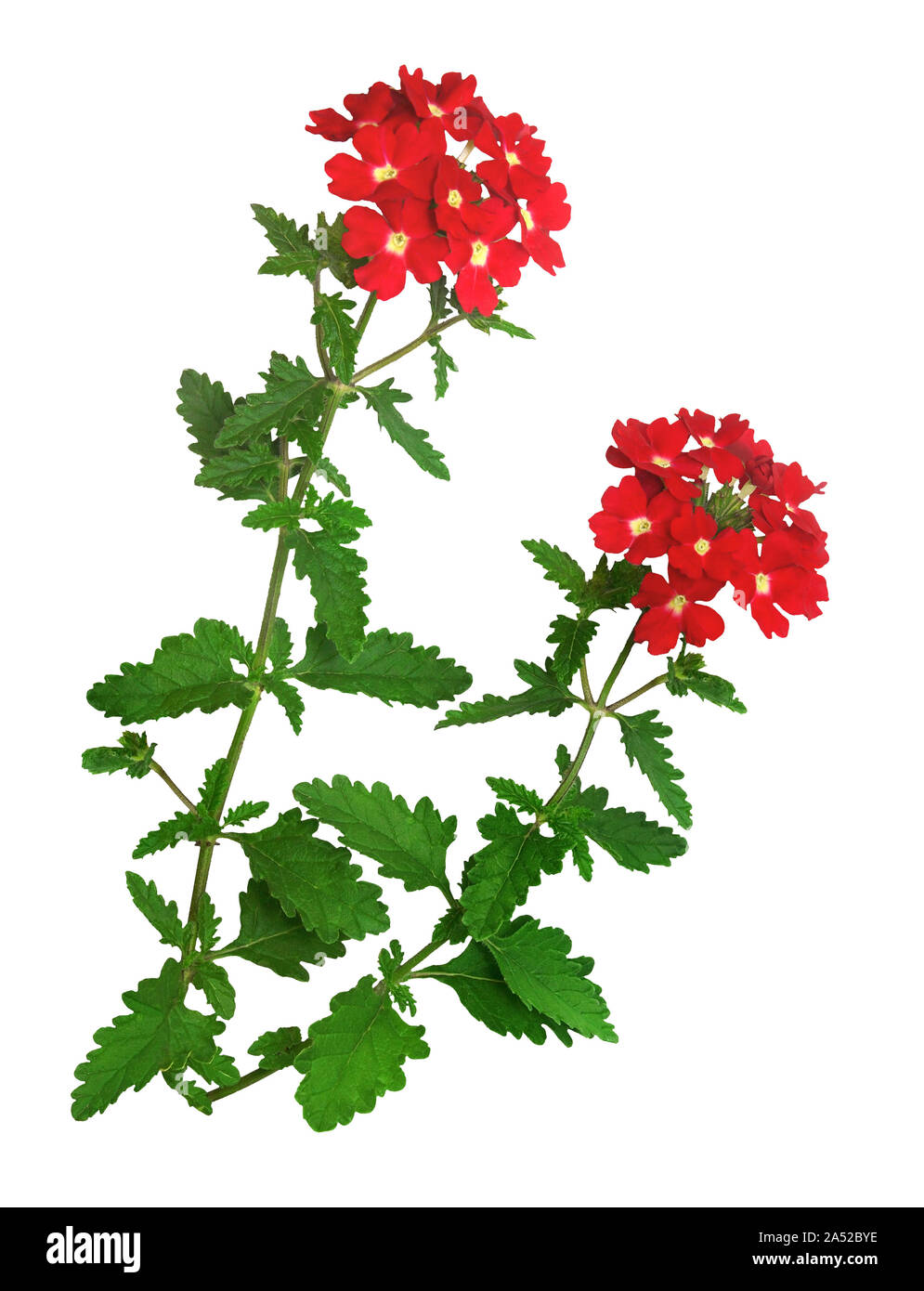 Red flowers of a garden verbena plant, isolated on white background. Stock Photo