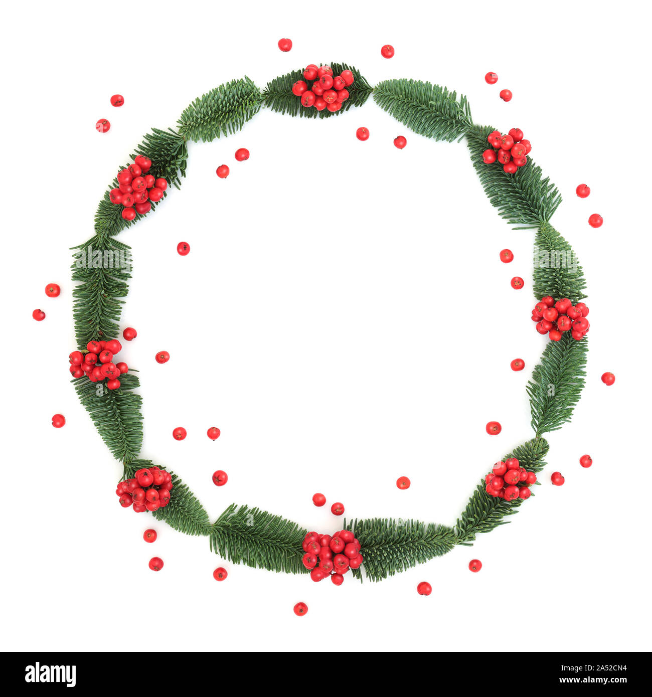 Winter and Christmas holly berry and spruce fir wreath with loose ...